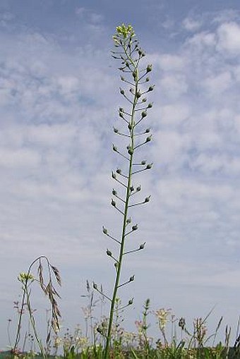 Camelina microcarpa