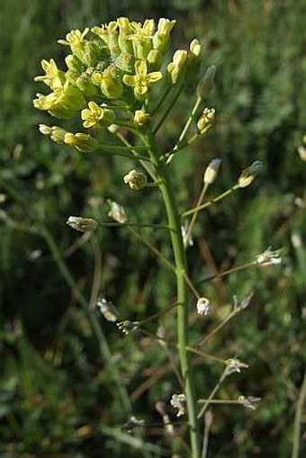 Camelina microcarpa