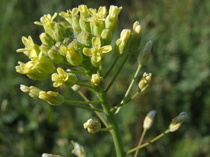 CAMELINA MICROCARPA Andrz. ex DC. – lnička drobnoplodá / ľaničník maloplodý