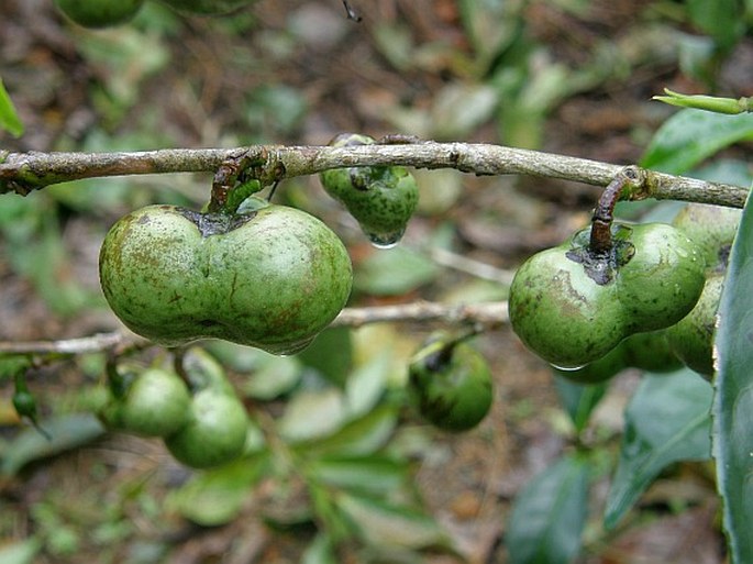 Camellia sinensis