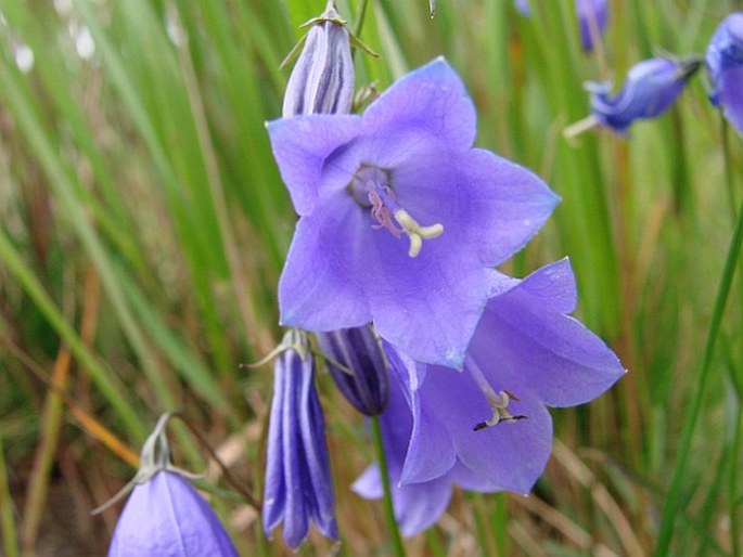 Campanula bohemica