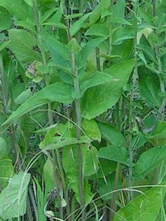 Campanula bononiensis