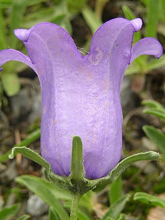 Campanula alpestris