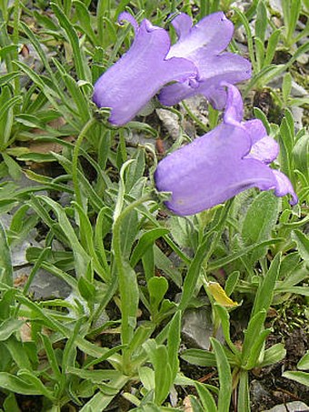 Campanula alpestris