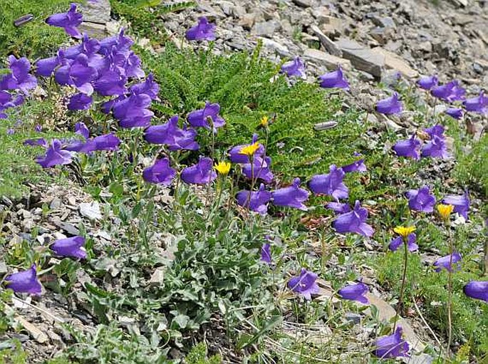 Campanula alpestris