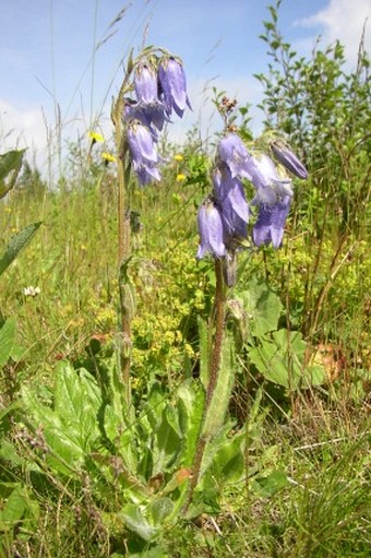 Campanula barbata