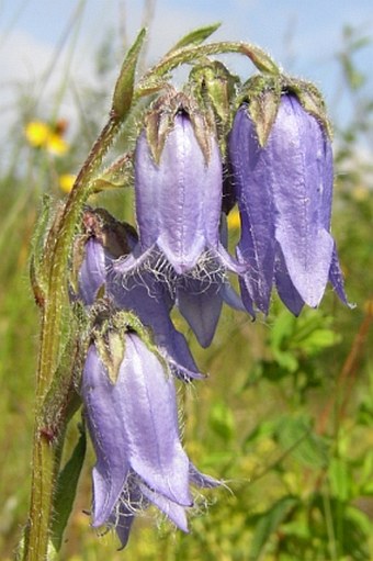 Campanula barbata