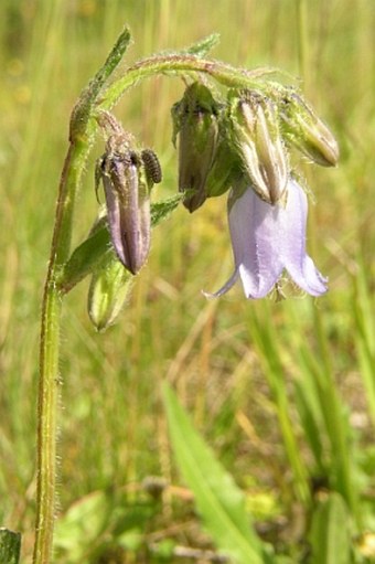 Campanula barbata