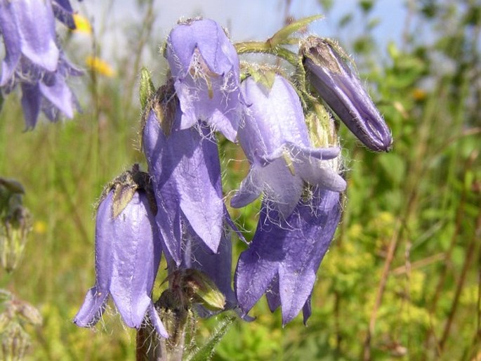 Campanula barbata