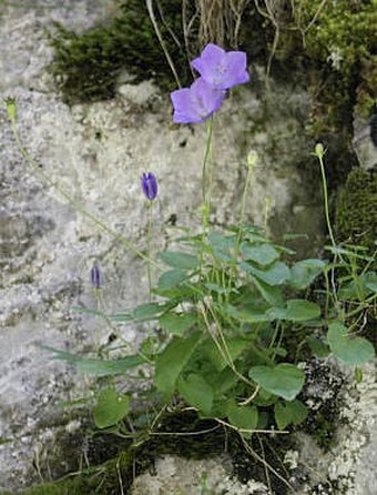 Campanula carpatica