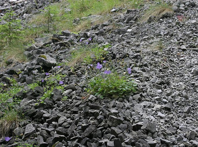 Campanula carpatica