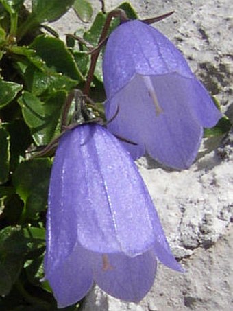 Campanula cochleariifolia