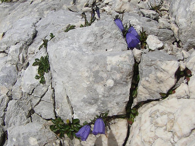 Campanula cochleariifolia