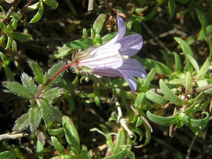 Campanula edulis