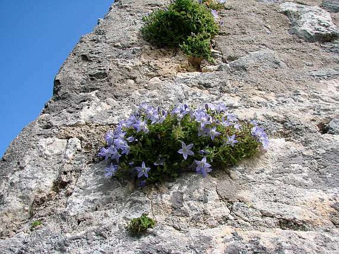 Campanula garganica