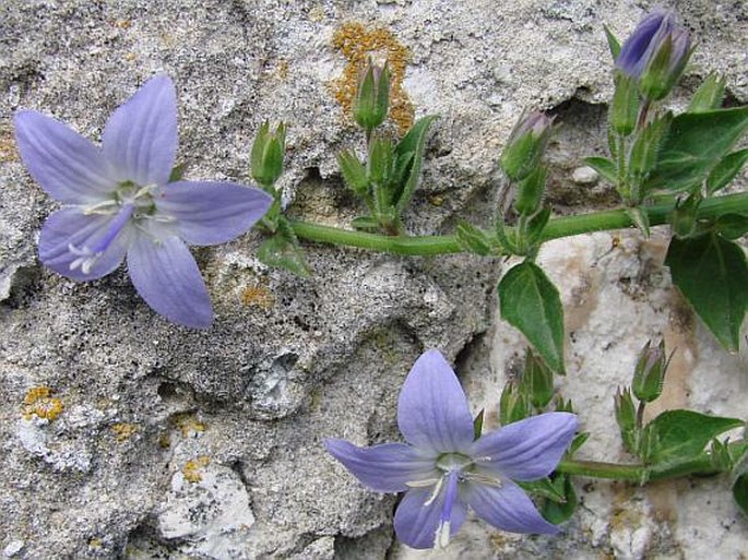 Campanula garganica