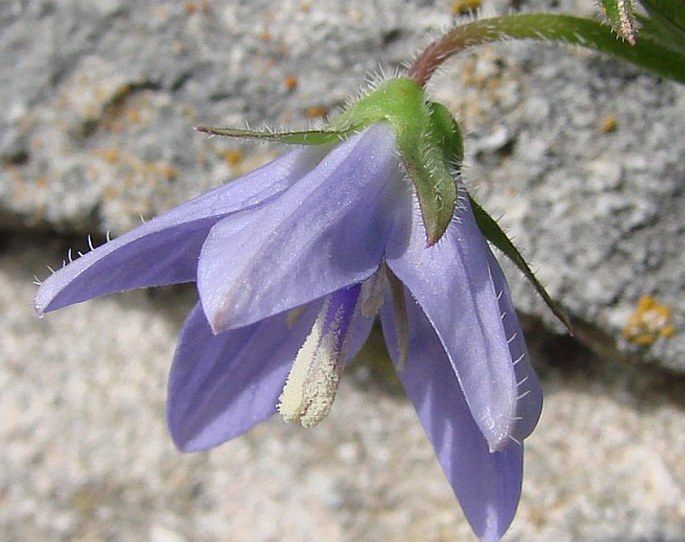 Campanula garganica