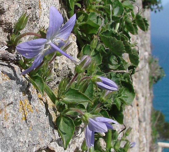 Campanula garganica