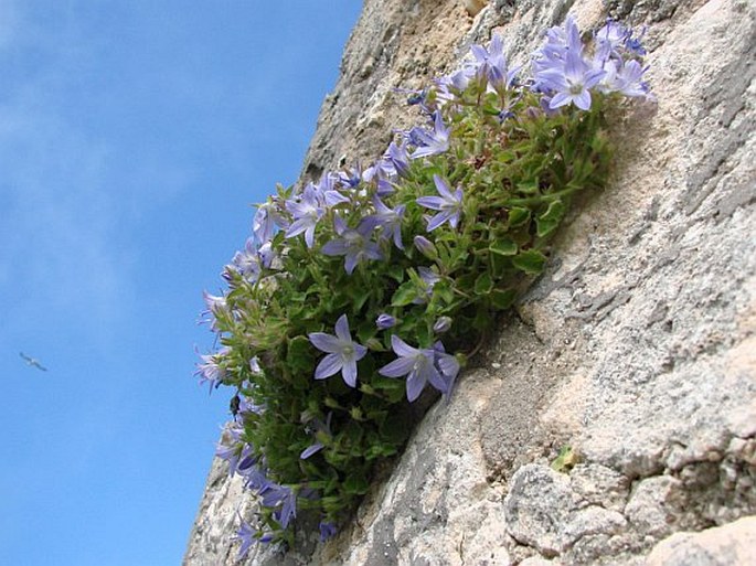 CAMPANULA GARGANICA Ten. – zvonek garganský