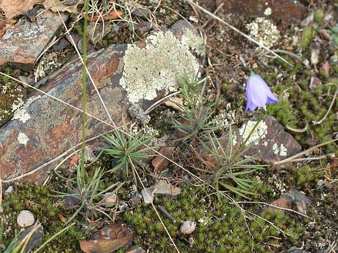 Campanula gentilis