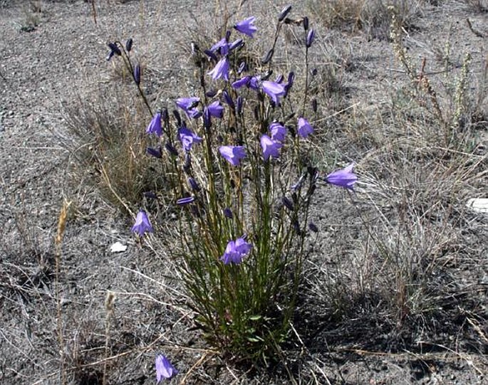 Campanula gieseckiana