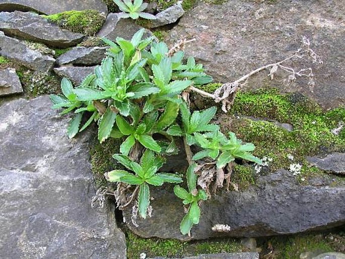 Campanula jacobaea