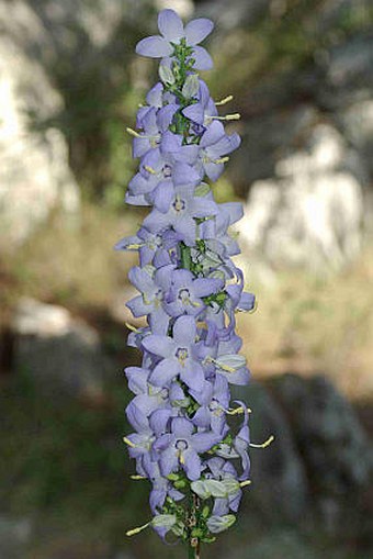 Campanula pyramidalis