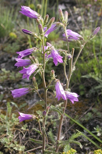 Campanula sibirica