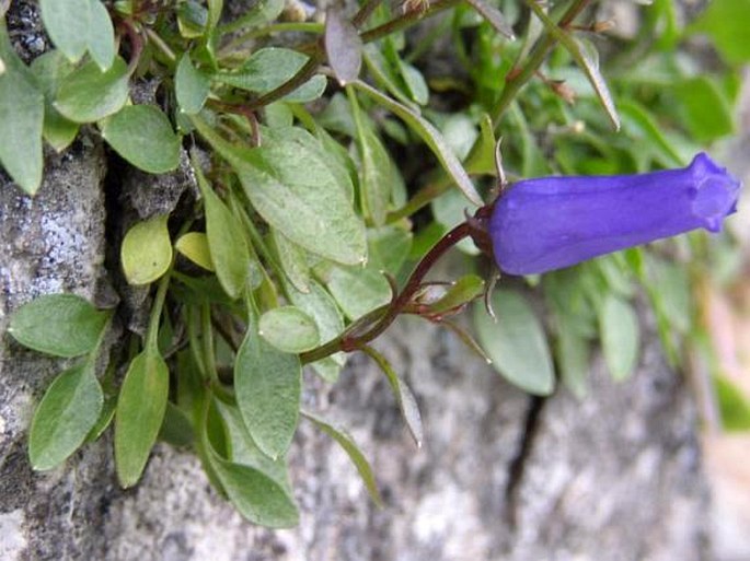 Campanula zoysii