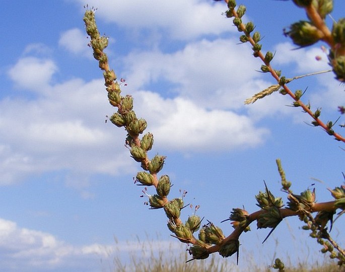 CAMPHOROSMA MONSPELIACA L. – kafranka / gáfrovka