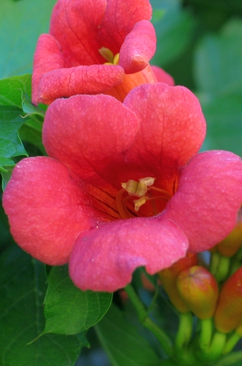 Campsis radicans