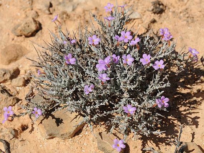 Campylanthus spinosus