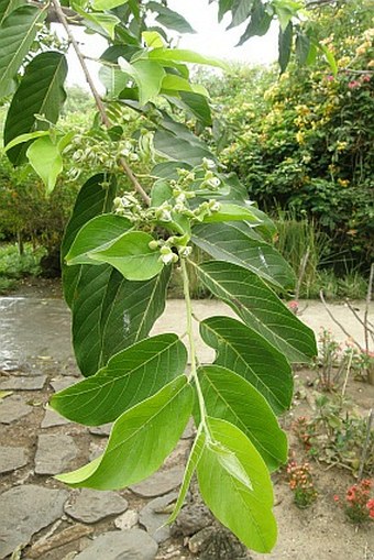 Cananga odorata