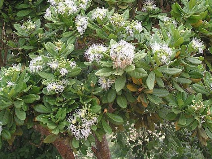 Capparis tomentosa