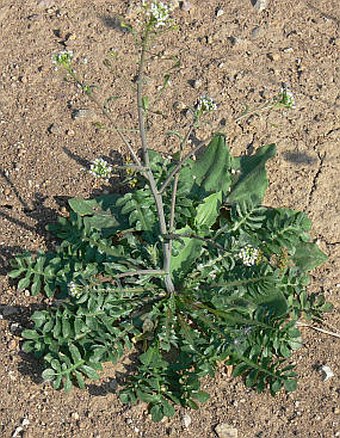 Capsella bursa-pastoris