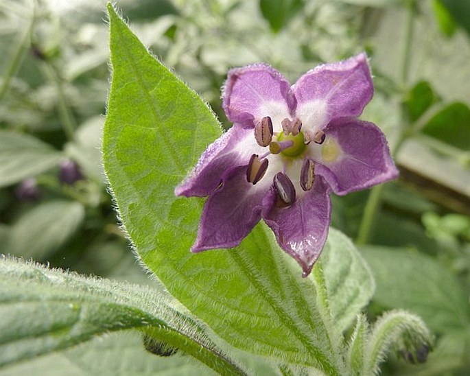 CAPSICUM PUBESCENS Ruiz et Pav. – paprika