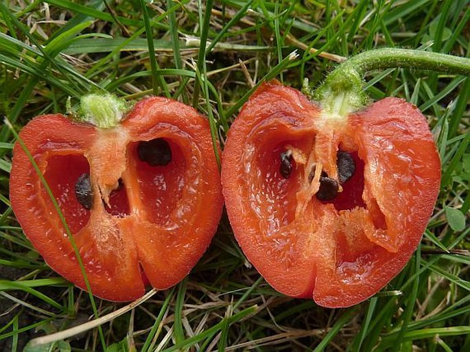 Capsicum pubescens