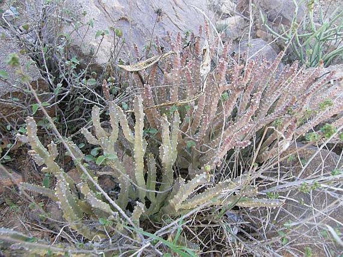 CARALLUMA QUADRANGULA (Forssk.) N. E. Br.