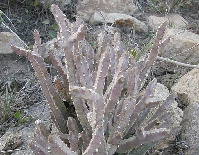 Caralluma quadrangula