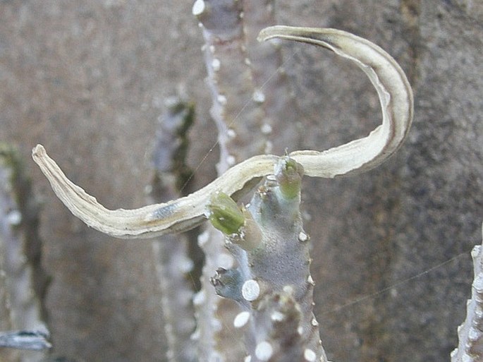 Caralluma quadrangula