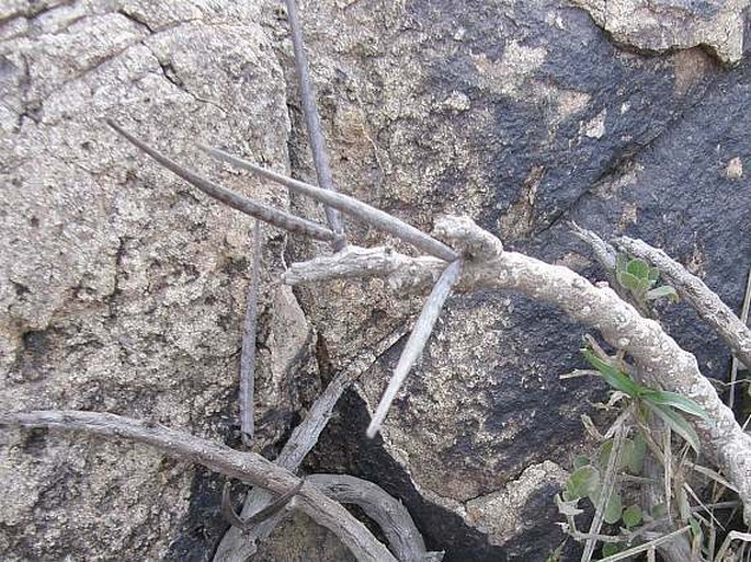 Caralluma quadrangula