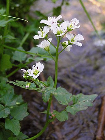 Cardamine amara