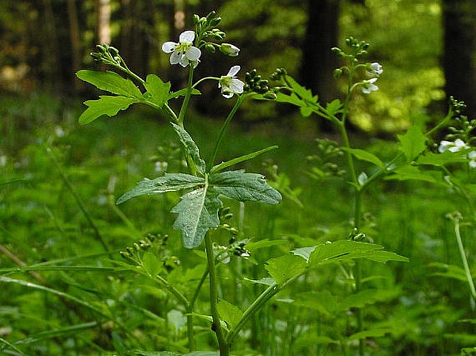 CARDAMINE AMARA L. – řeřišnice hořká / žerušnica horká