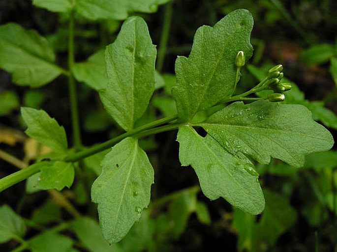 Cardamine amara