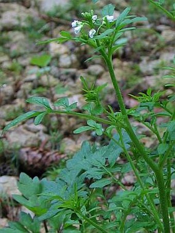 Cardamine flexuosa