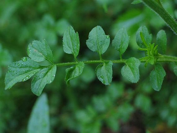 Cardamine flexuosa