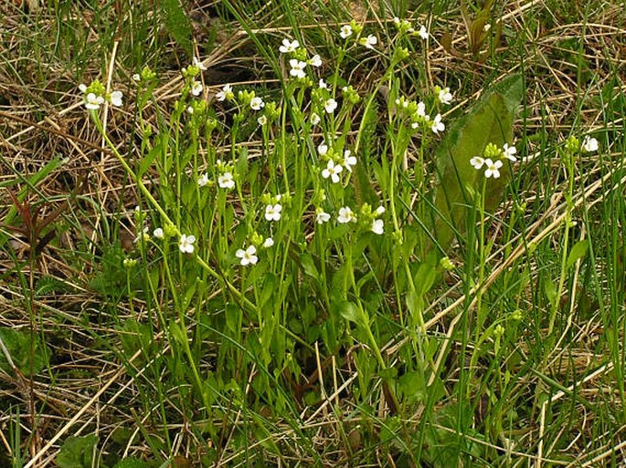 Cardaminopsis halleri