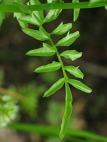 Cardamine impatiens