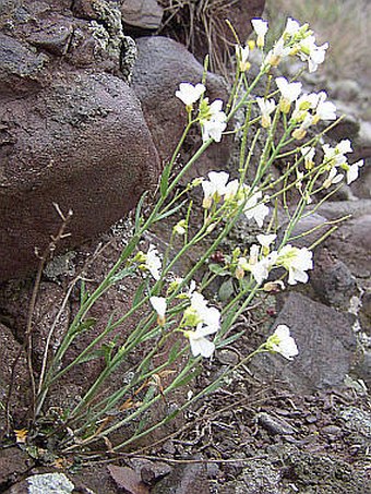 Cardaminopsis petraea