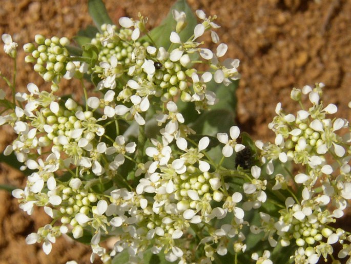 Lepidium draba